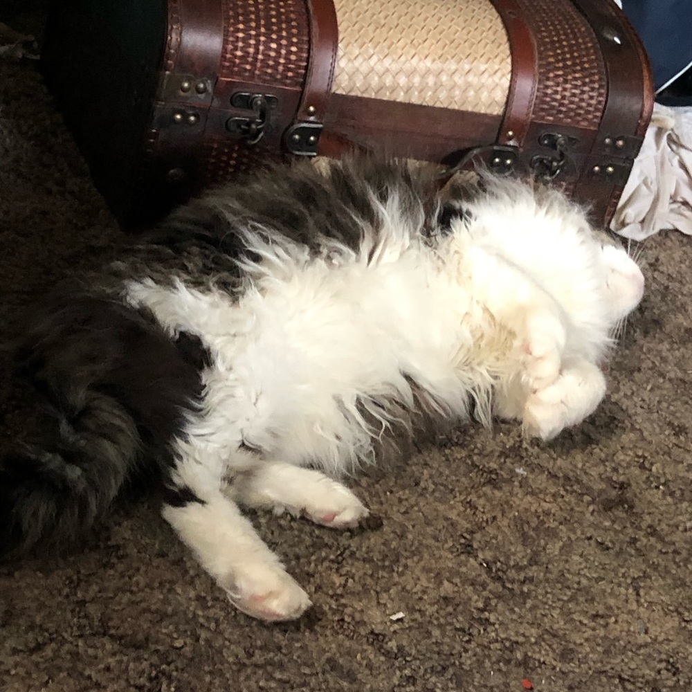 Meet your Posher, Chloe